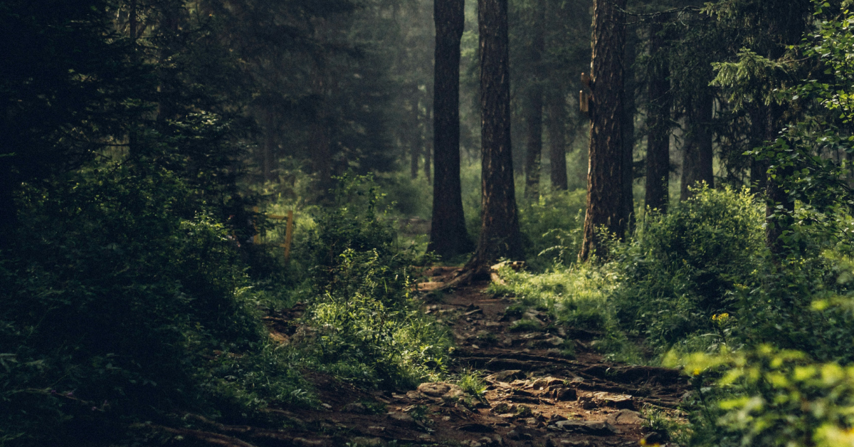 Forest Bathing: The Most Natural and Affordable Healing Method